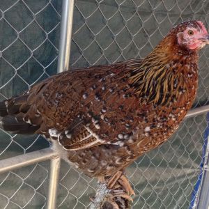 black based chocolate Mille Fleur pullet at 4 months