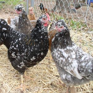 My girls direct from Greenfire in 2013. About 5 months old in this picture. Blue hen at right lays some of my biggest eggs. I have retained several daughters and a nice son of hers from 2014 hatching that will be used in my breeding program for 2015.