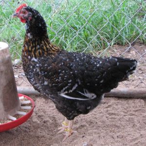 4 1/2 month old pullet