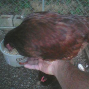 14 WEEK OLD RIR EATING OUT OF MY HAND