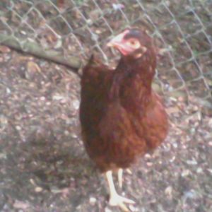 ONE OF OUR YOUNG RIR PULLETS