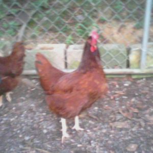 26 WEEK OLD RIR,BEEN LAYING BIG BROWN EGGS FOR3 WEEKS