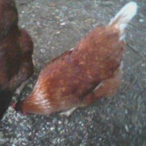 ALICE OUR RED SEX LINK,26 WEEKS OLD BEEN LAYING FOR 6 WEEKS