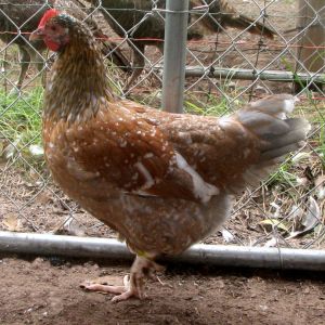 4 1/2 month old pullet