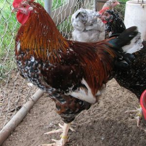 4 1/2 mo old cockerel