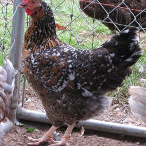 4 1/2 month old pullet