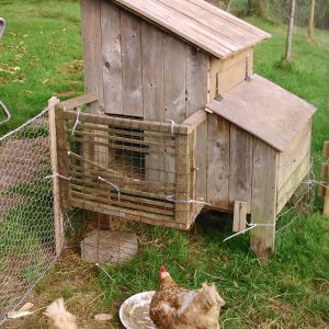 The hen house. This had been heavily fortified to prevent both of the goats getting inside but I have subsequently built a new fence and cordoned the chickens of completely.If you look closely you might see that the wings of both birds have lost feathers and flesh has been exposed, I don't know if this was a result of an assualt of something else entirely.