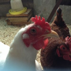 Snow White and Jackie