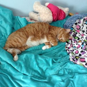 Marmalade sleeping on my bed.