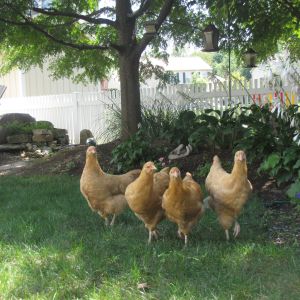 The ladies are out for a stroll; Daisy, Bessie, Millie, Sadie