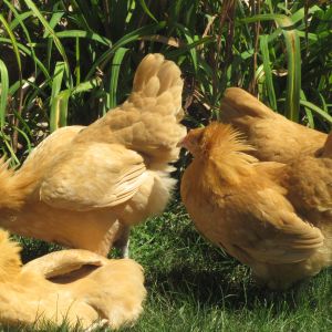Time for a afternoon sunbathe