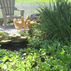 The ladies have discovered the fish pond.