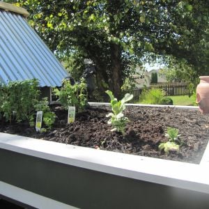 Herb Garden - reduces heat inside the enclosure and provides fresh greens for the chickens and the family.