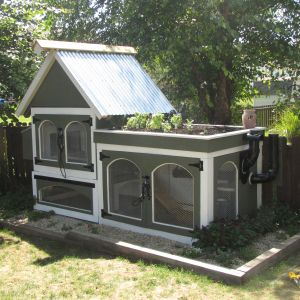 Chicken Coop - "The House of Orpington"