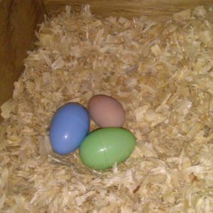 The Blue and Green eggs are plastic  eggs... The brown one is the first egg. Had three more in four days. Each one a little bigger!!!