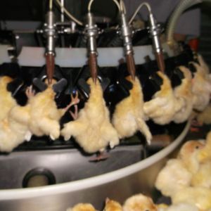 While antibiotics vaccine, turkey chicks