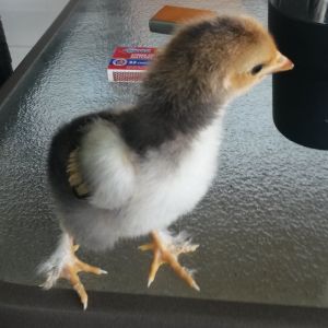 Cockerel at 10 days old.