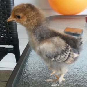 Pullet at 10 days old.