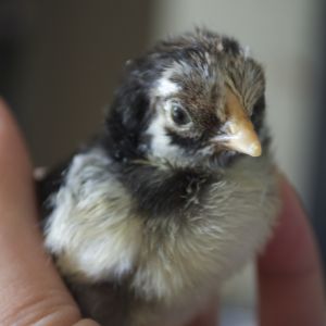 Day old silver laced wyandotte bantam chick.
