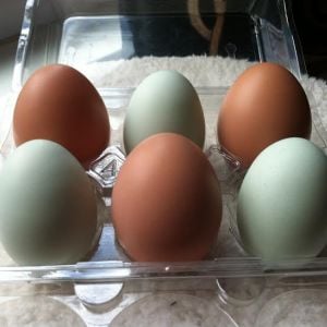 Eggs for neighbors earlier this week.  Amelia's eggs are more brown than pink now.