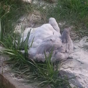 Dust and Sun bathing....aahhhh... the life of a chicken