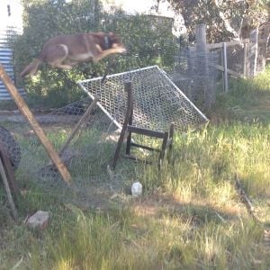 A picture of my dog jumping a fence!