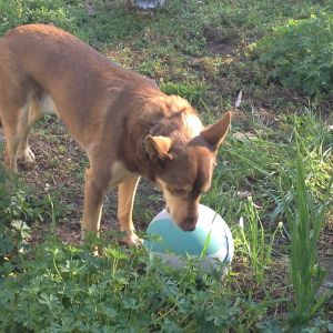 My dog playing with a ball!