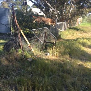 My dog jumping a fence!