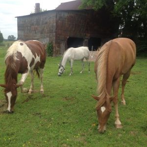 Our horses! My dad's is Cash (left), mom's is Serenity (right), and Diamond is mine!