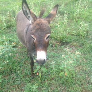 Here's Coco, my mimi donkey.