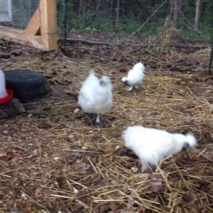 Silkies, rooster  w/2 hens...very skiddish....but cute!