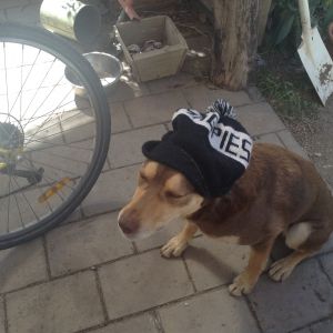 My dogs a great Collingwood supporter!