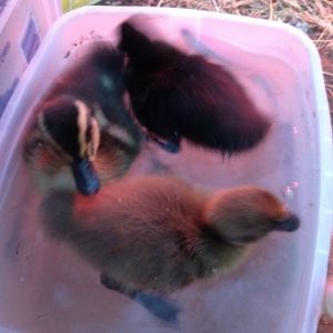 3/27/2014 On their first day they found their way up in a plastic container full of water to swim.