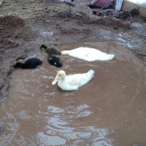 April 1st 2014 I started digging a hole in the greenhouse to make a small pond and the ducks jumped in.