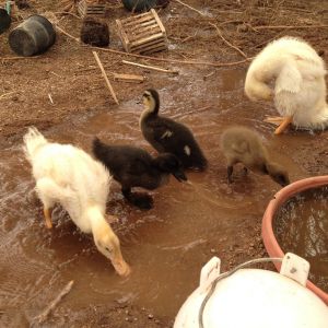 4/08/2014 was cleaning out their water and they started splashing in it.