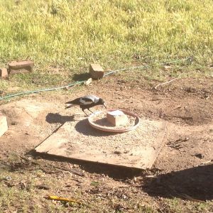 Some of my native wildlife!