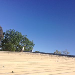 My ducks have recently learnt how to fly and they are already on the roof!