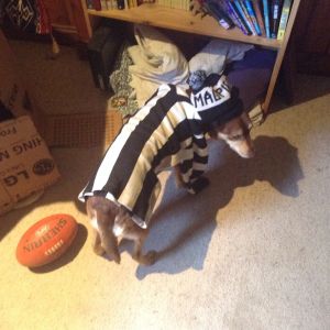 My dogs Collingwood addiction keeps getting bigger!