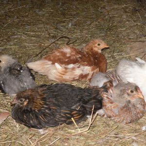 From left to right,Tiny a Columbian Wyandotte,Goldy a Red Star,Peep a White Rock,Sweety Pie a Blue laced red Wyandotte,and Elanor aGold laced Wyandotte