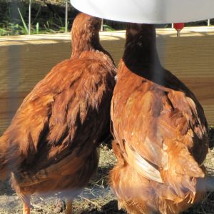 these 2 are the little rhode island red and they stick together like glue.