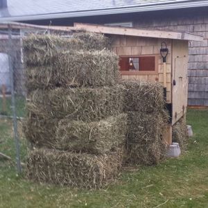 The load of hay before it was spread out to the other walls of the coop.