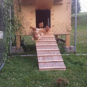 The chicks first day outside (we had an unused dog kennel that we setup for a secure run - we have a lot of birds of prey in our area so free range wasn't my first choice)