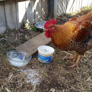 Plop is a messy eater. He has to wipe his beak on a board to get clean!