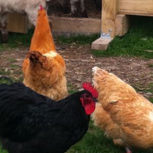 my very handsome black orpington roo who i would like to breed from also, he's quite a character i have to say