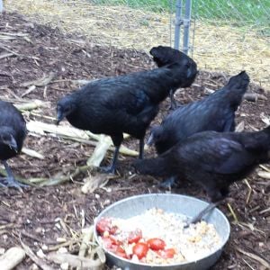 These are some of my black pullets.   I'm trying to find out if they are Australorps.  Me and the fellow I got them from believe they are.
