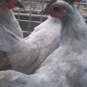 "Self Blue Old English Game" bantams. I am incubating these eggs as well.