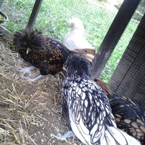 3 of the 4 Polish Hens (4mo old)