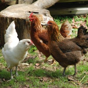 our two Ameraucana hens