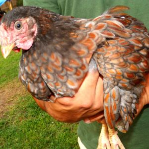 This is Blue - our Blue Lace Red Wyandotte Rooster