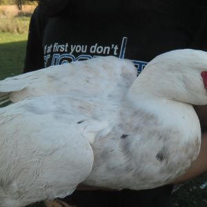 she is molting, and was grumpy about being handled.